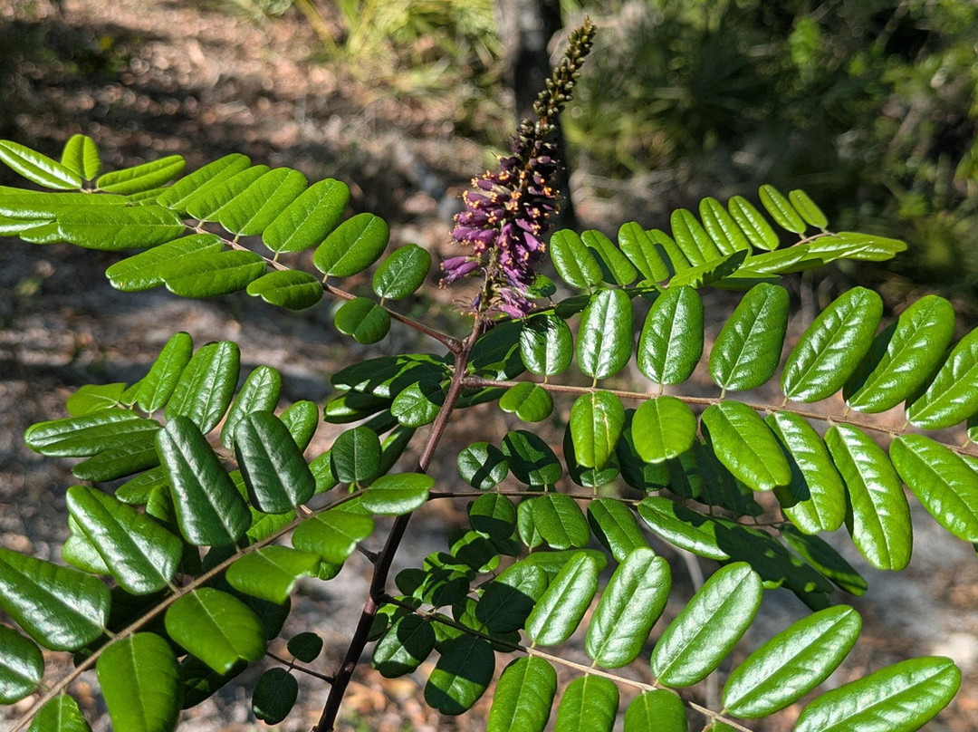Tiger Creek Preserve-莱克威尔士必去景点