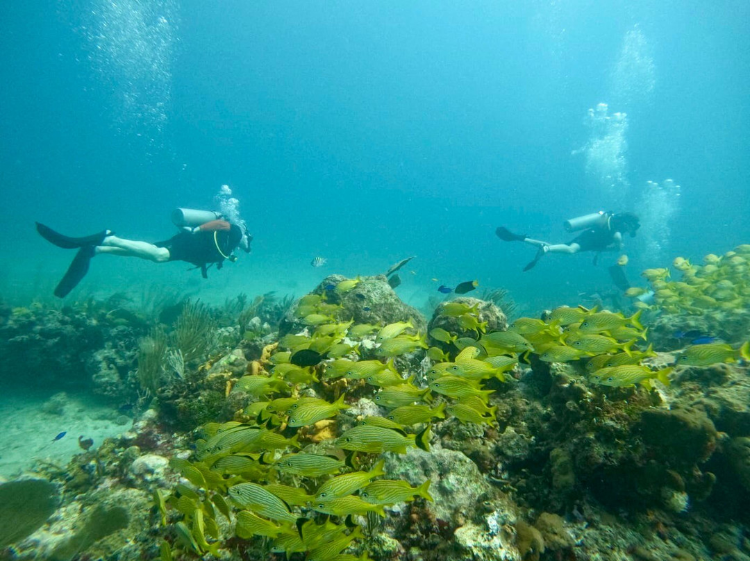 King Scuba Dive Center-从莫雷洛斯港必去景点