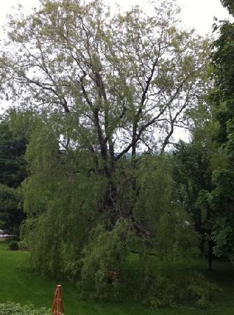 Tulips and Thistle Bed & Breakfast主图