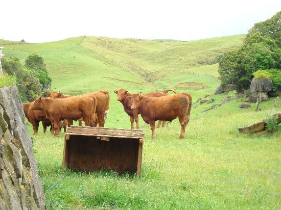 Tapanui Country Home主图