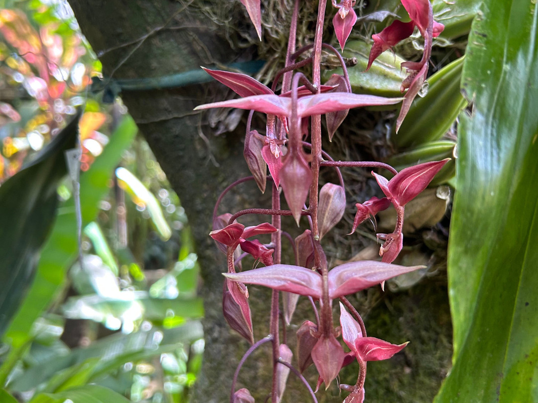 Monteverde Orchid Garden景点图片