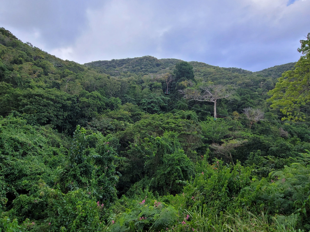 Antigua Rainforest Canopy Tour景点图片