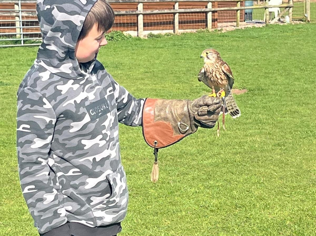 Falconry Experiences-德比必去景点
