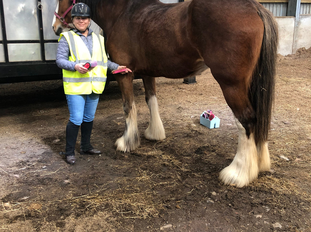 Blackstone Clydesdales Experience景点图片