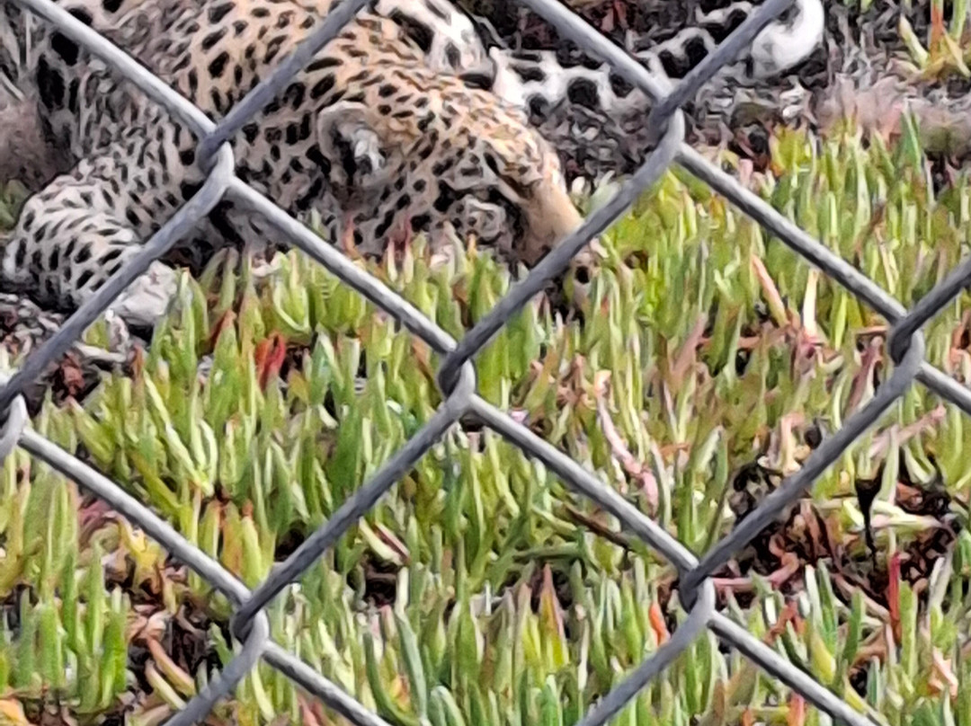 Panthera Africa - Big Cat Sanctuary-斯坦福必去景点