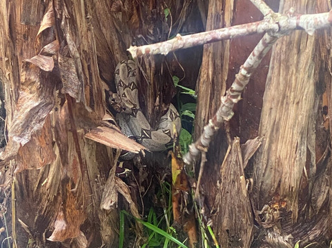 Coya - Amazonas Jungle Tour-莱蒂西亚必去景点