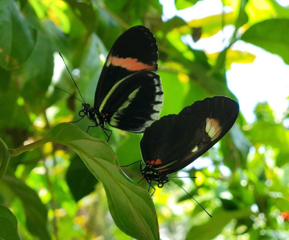克莱尔蝴蝶中心-休斯顿必去景点