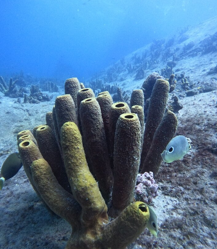 Aruba Bob Snorkel & Scuba-阿鲁巴岛必去景点