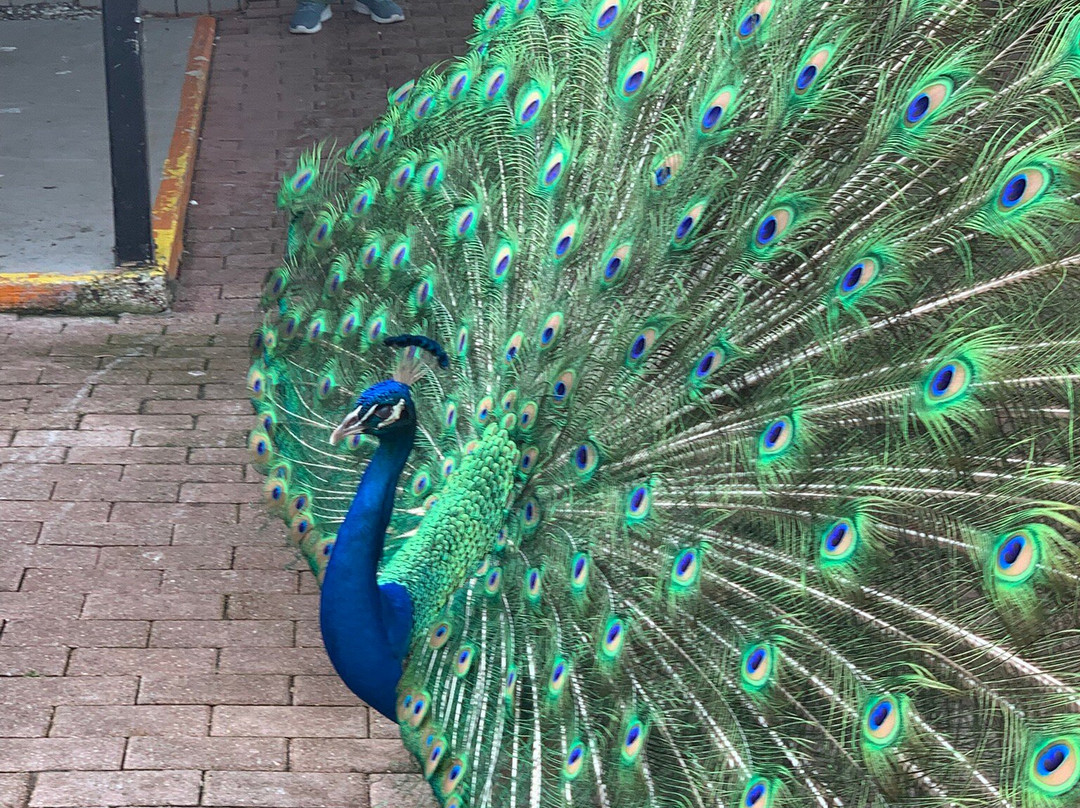 Chattanooga Zoo-查塔努加必去景点