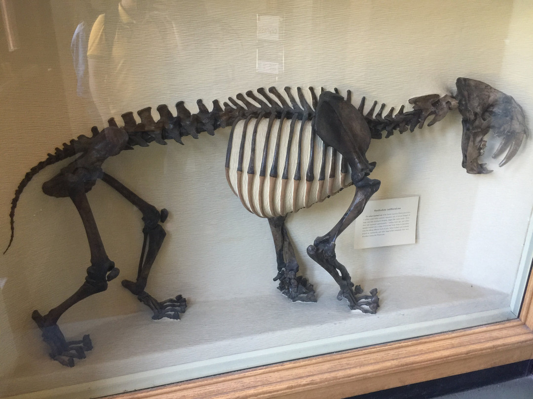 Harvard Museum of Natural History-剑桥必去景点