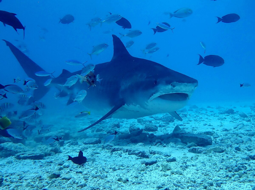 Pelagic Divers Fuvahmulah景点图片