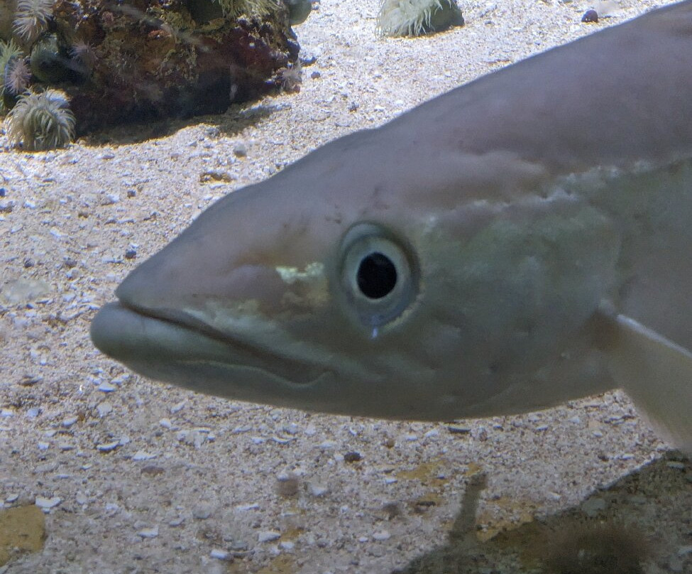 Tynemouth Aquarium-泰恩茅斯必去景点