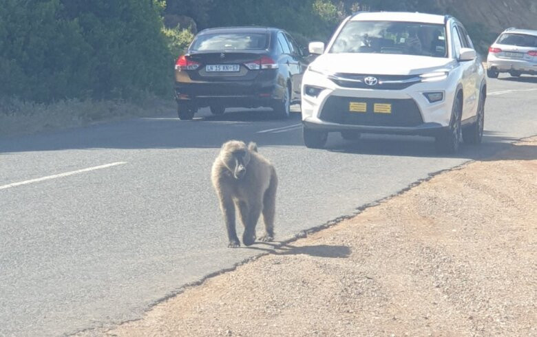 Randy's Private Day Tours-开普敦中心区必去景点