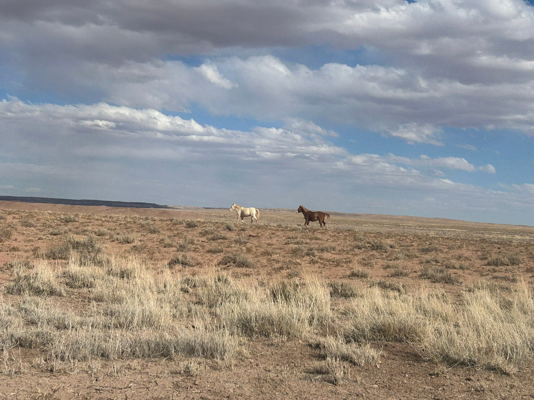 Homolovi State Park-温斯洛必去景点