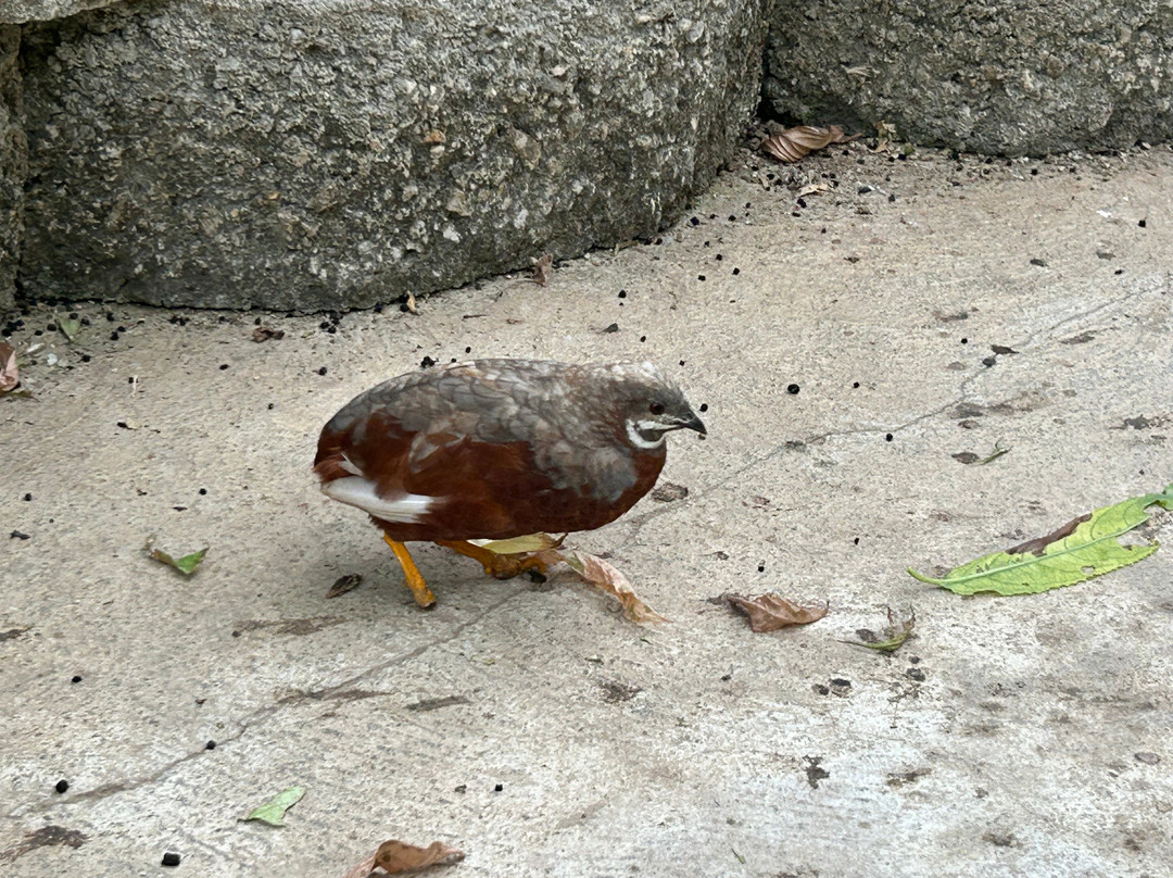 The Butterfly Haven-Pingree必去景点