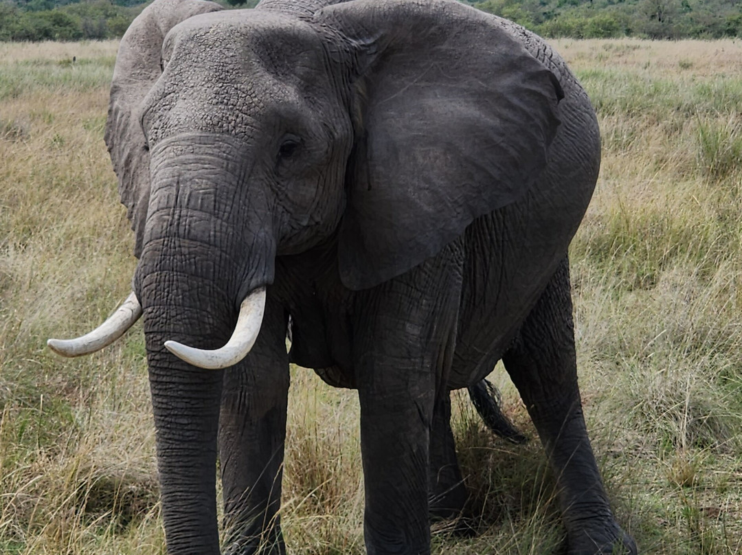 Astellar Travels Africa-内罗毕必去景点