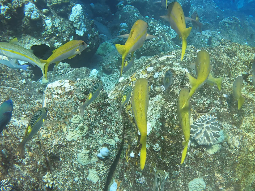 Emperator Diving Center-大湾必去景点