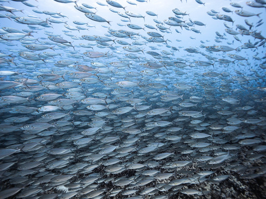 Aquatic Life Divers, Kona-凯鲁瓦-柯纳必去景点