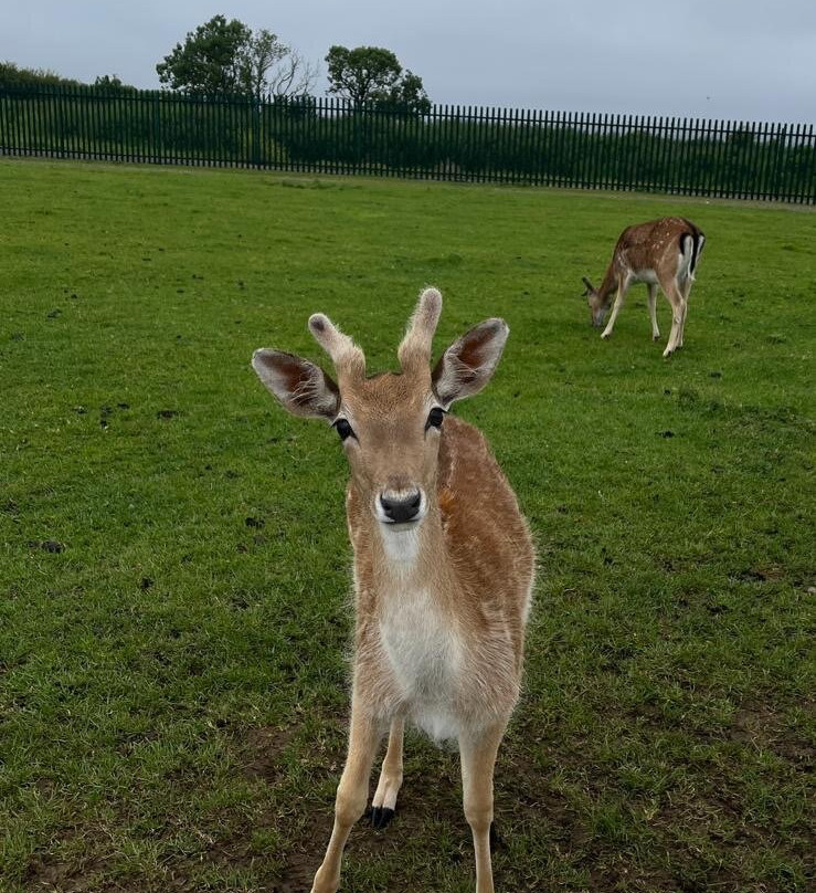 Great Wedlock Farm & Deer Park景点图片