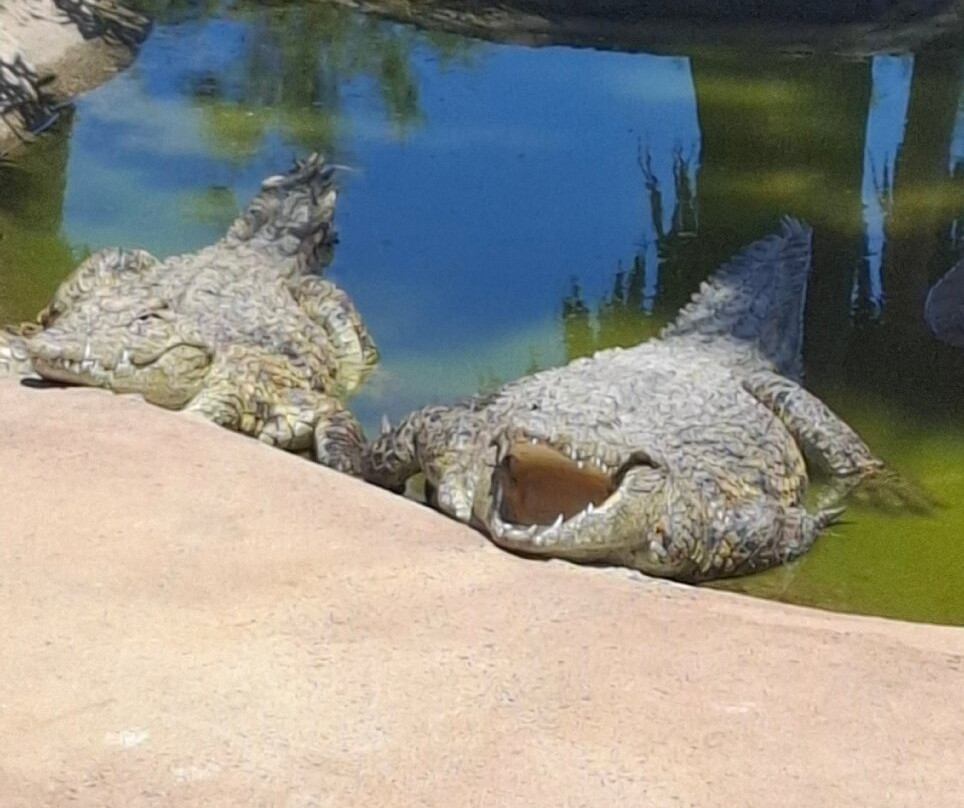 Crocodile Park景点图片