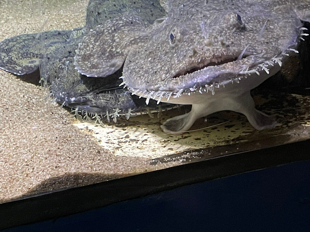 Nordsoen Oceanarium景点图片
