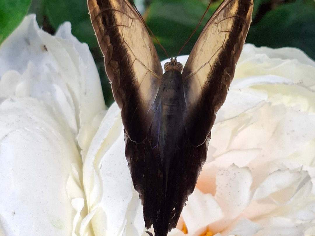 Fjarilshuset (Butterfly House)-斯德哥尔摩必去景点