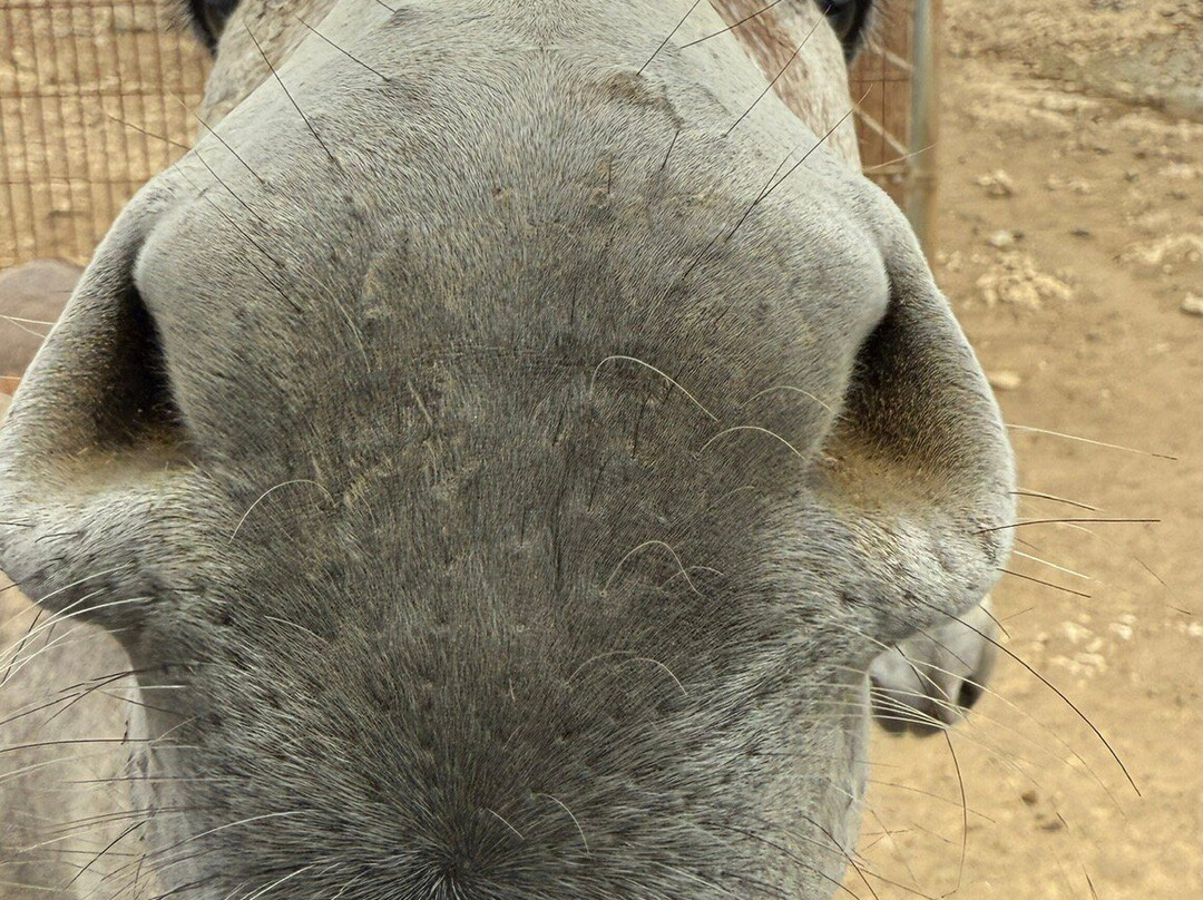 Donkey Sanctuary Bonaire-博奈尔岛必去景点