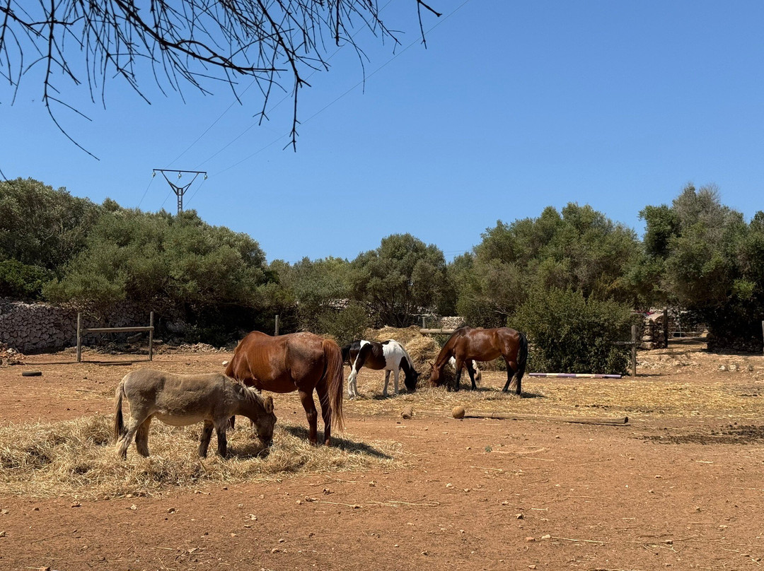 Trebaluger Equine Rescue Centre-Es Castell必去景点