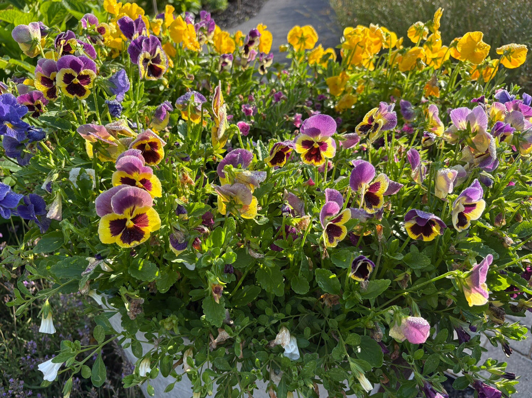 The Millbrook Inn主图