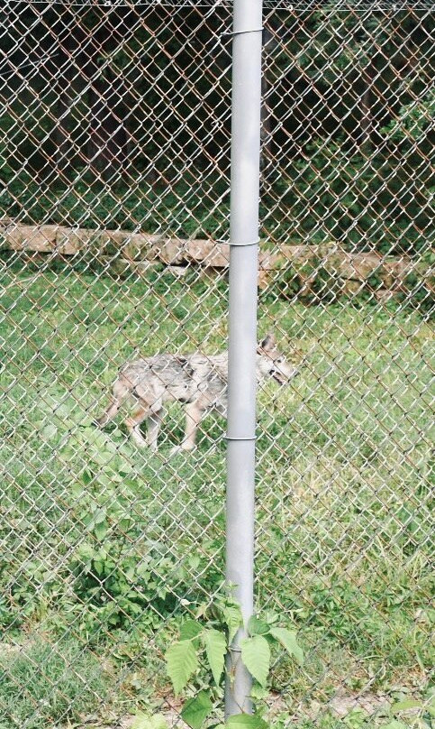 Endangered Wolf Center-Eureka必去景点