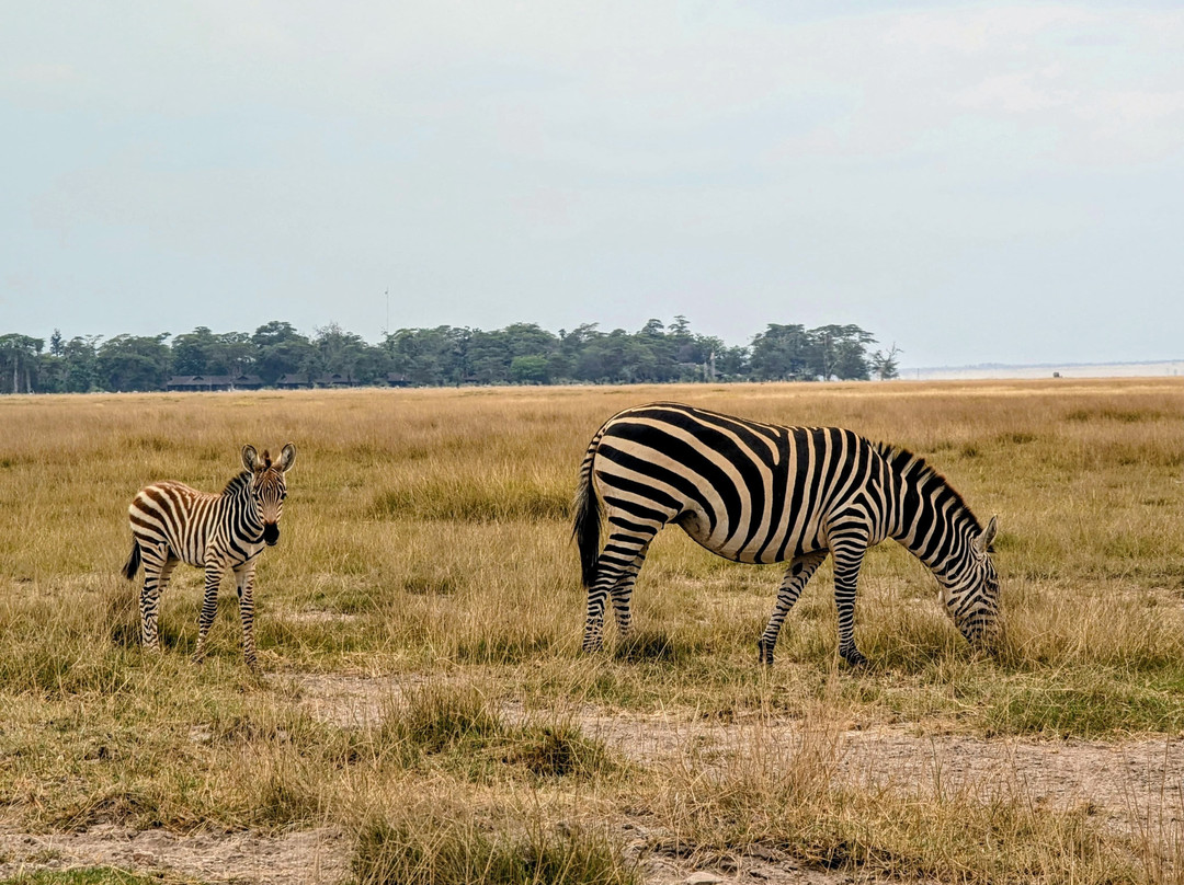 Africa Vision Safaris Tours and Travel-内罗毕必去景点