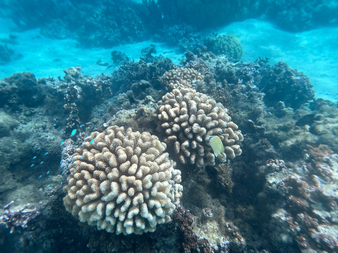 Huahine Dream Tours-Huahine必去景点