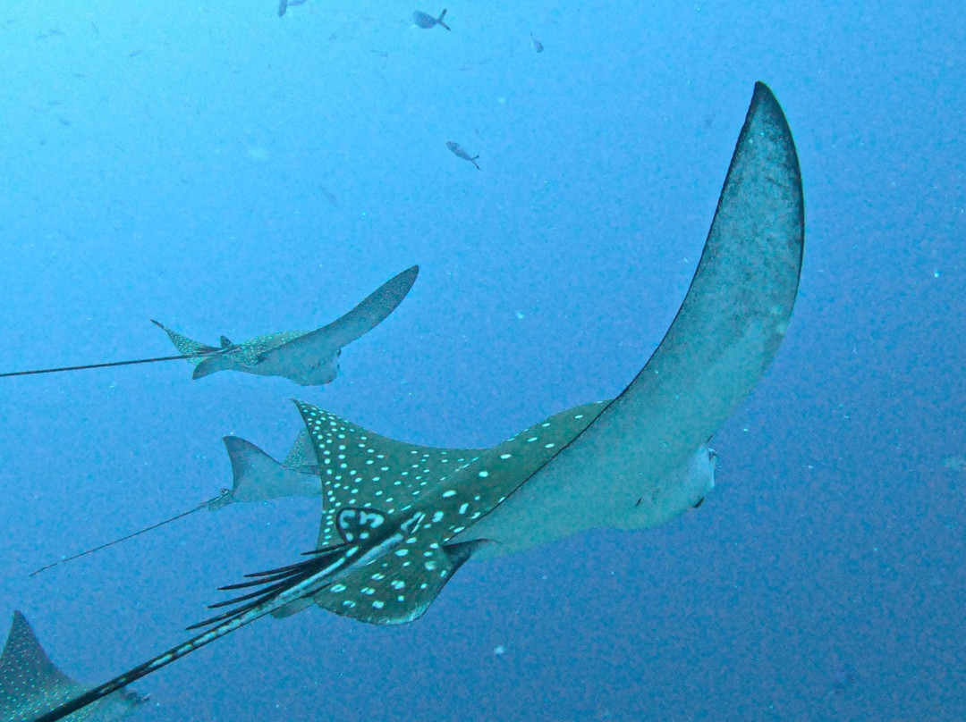 DivePoint Guraidhoo-康杜玛岛必去景点