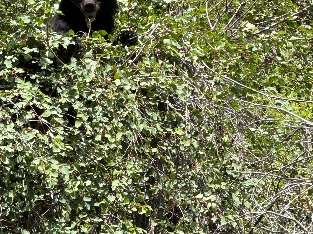 Solitude River Trips-Salmon必去景点