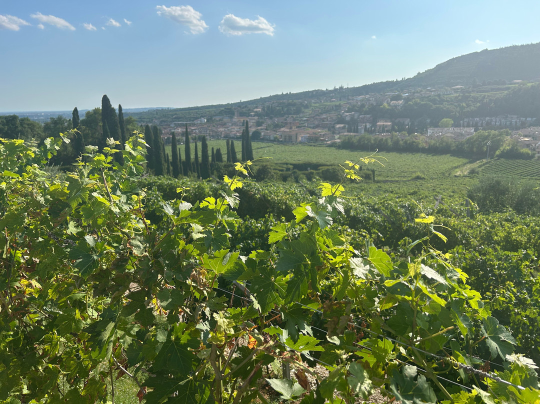 Fratelli Vogadori-Negrar di Valpolicella必去景点