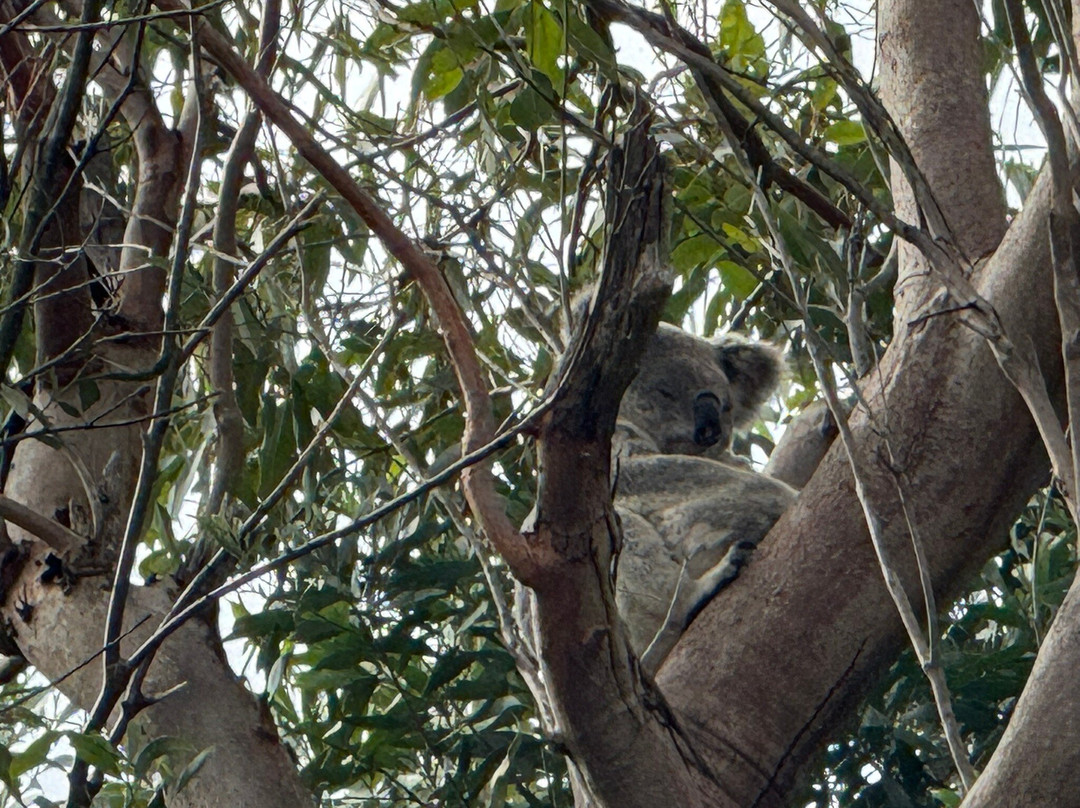 Boat Mountain Regional Park-Murgon必去景点
