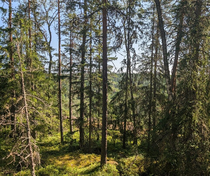 Elev8 Nature Experiences – Nuuksio Tours From Central Helsinki-赫尔辛基必去景点