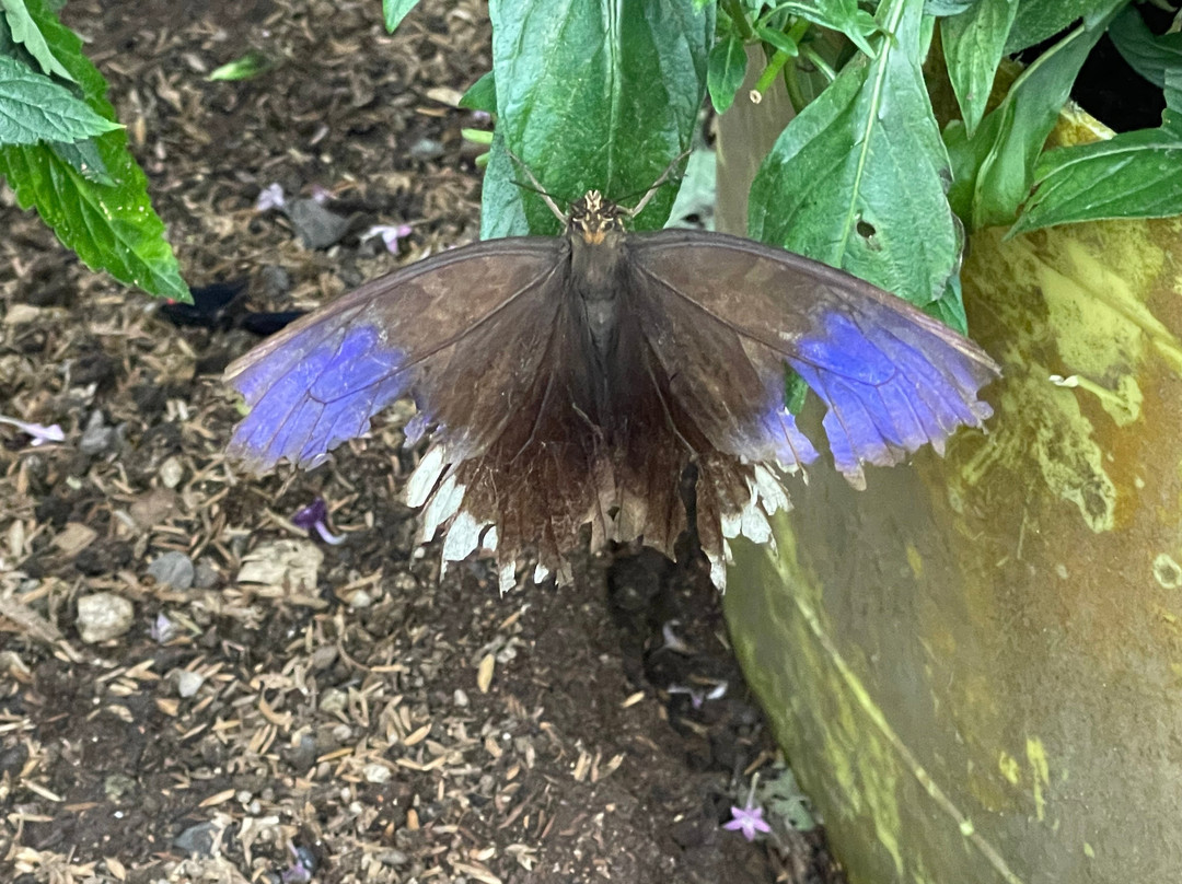 El Jardin de las Mariposas-San Miguel de los Bancos必去景点