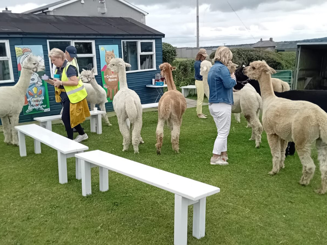 Cranfield Alpacas (alpaca Experiences In The Mournes).-Kilkeel必去景点