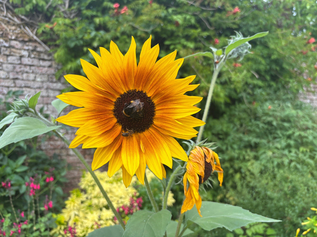 Lullingstone Castle & The World Garden-Eynsford必去景点