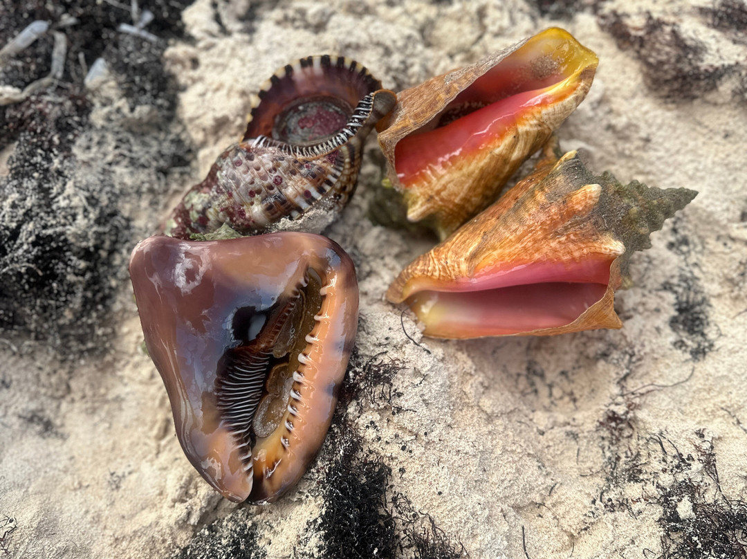 Twin Cove Beach-Governor's Harbour必去景点