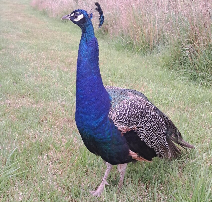 Huxtable Farm Bed & Breakfast And Camping主图