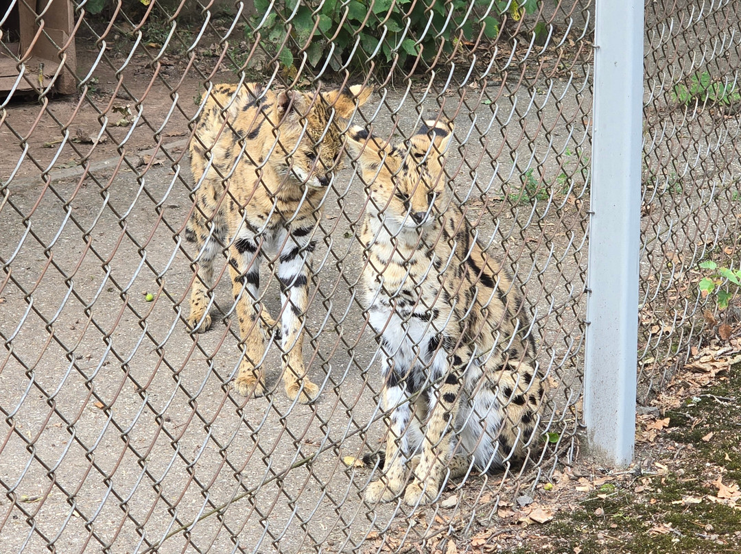 Saarbrucker Zoo-萨尔布吕肯必去景点