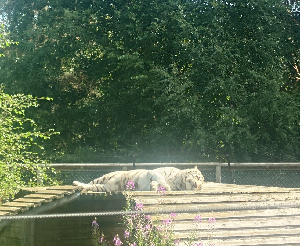 Junsele Djurpark-Junsele必去景点