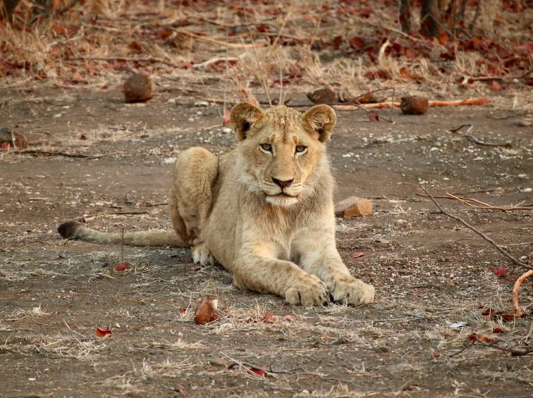 Nandzana Safaris-伐拉博瓦必去景点