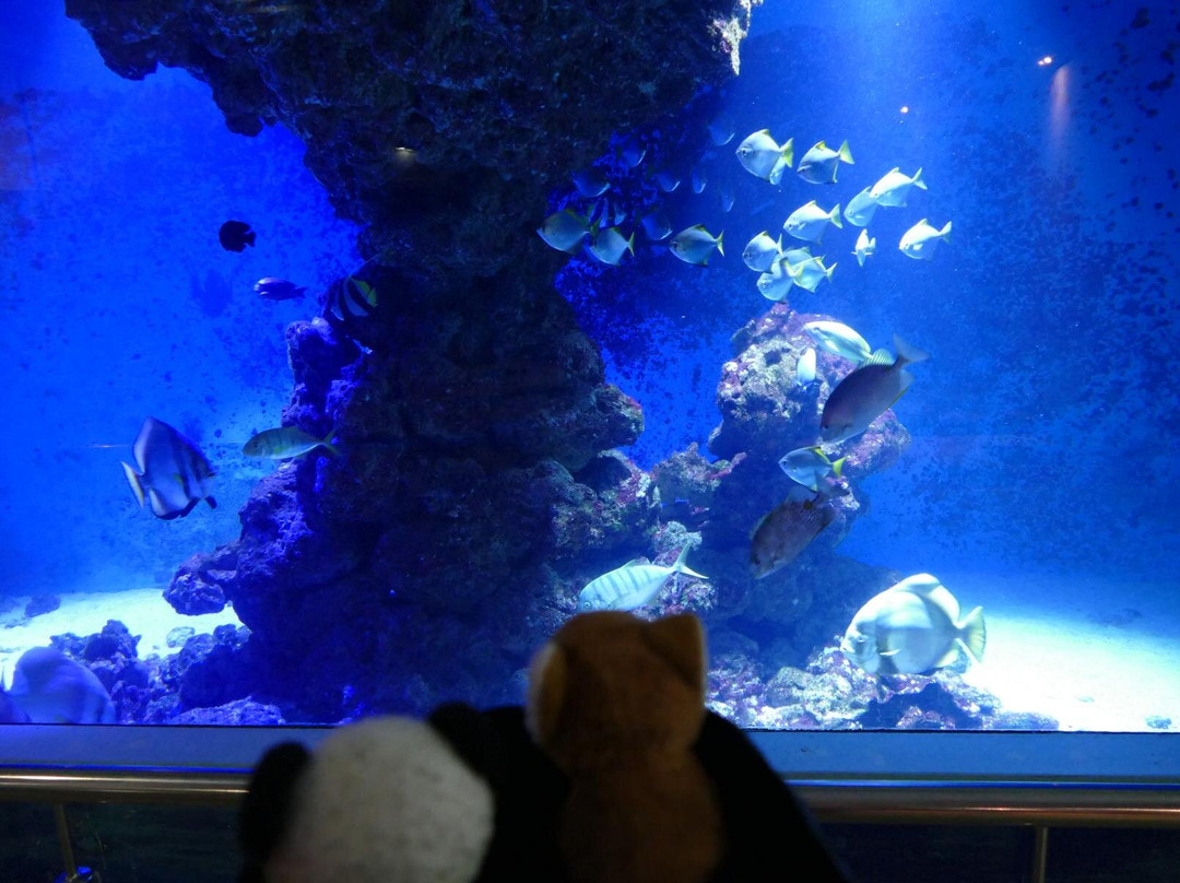 Meereszentrum Fehmarn-Fehmarn必去景点