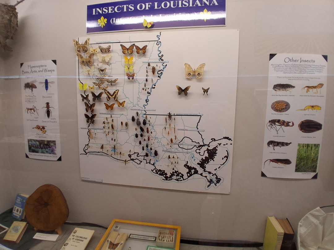 Louisiana State Exhibit Museum-什里夫波特必去景点