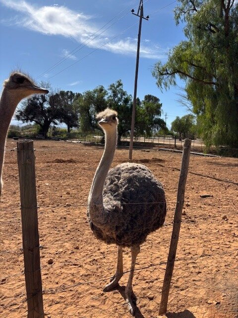 Highgate Ostrich Show Farm-奥兹洪必去景点