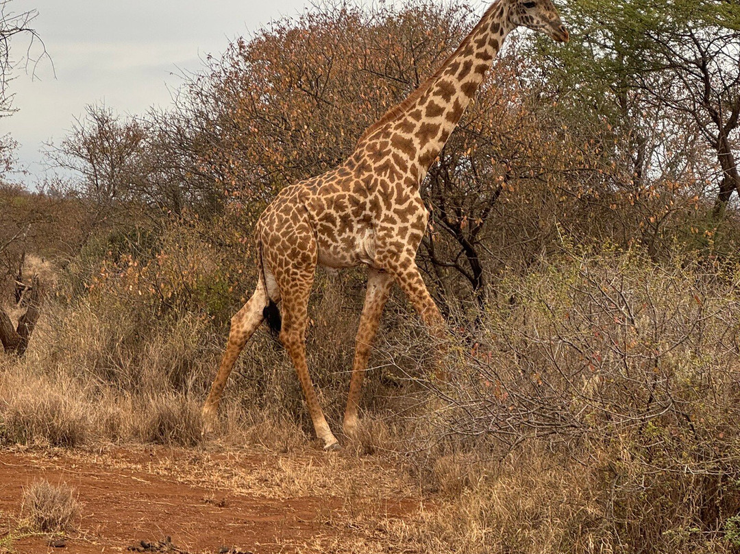 Truentum Tours & Safaris-查佛必去景点