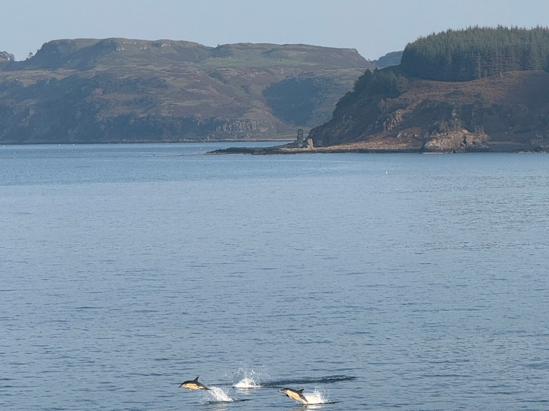 Basking Shark Scotland-奥本必去景点